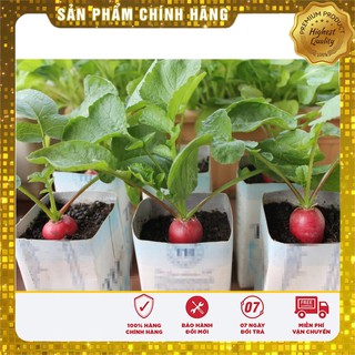 Bộ gói hạt giống Củ cải đỏ