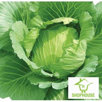 shophouse 200 hạt giống bắp cải xanh F1 SHOP HOUSE TẾT KHUYẾN MẠI