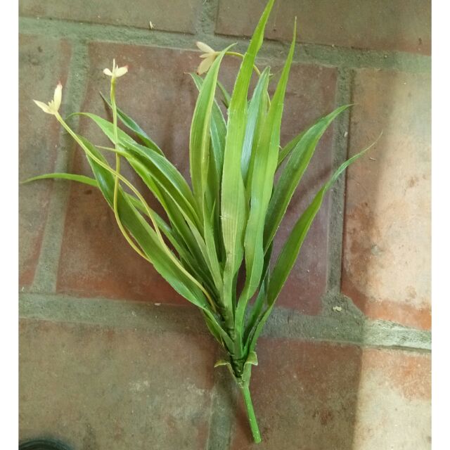 Cỏ điểm lan chi