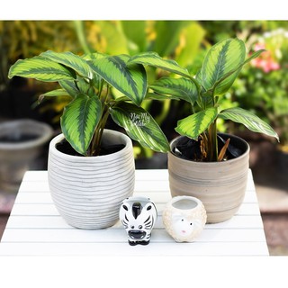 Cây Đuôi công xanh lá tim - Để bàn làm việc