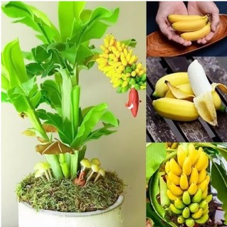 Giống Chuối Mini - Cây Cảnh Phong Thủy
