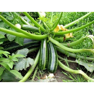 Hạt Giống Bí ngòi xanh 10 Hạt