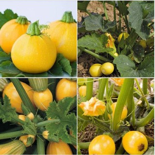 Hạt Giống Bí Ngòi Tròn Vàng- 1 gói 2gram (TẶNG gói kích thích hạt nảy mầm)