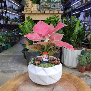 Chậu đa giác xoáy - Chậu cây để bàn - Chậu gốm sứ