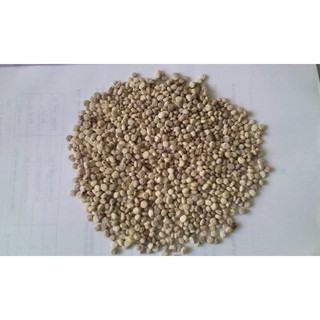 Hạt giống sâm Hàn Quốc 5 hạt/gói