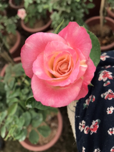 Bầu nhỡ hoa hồng ngoại