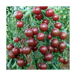 5 Hạt Giống Cà Chua Bi Socola [CHẤT LƯỢNG]
