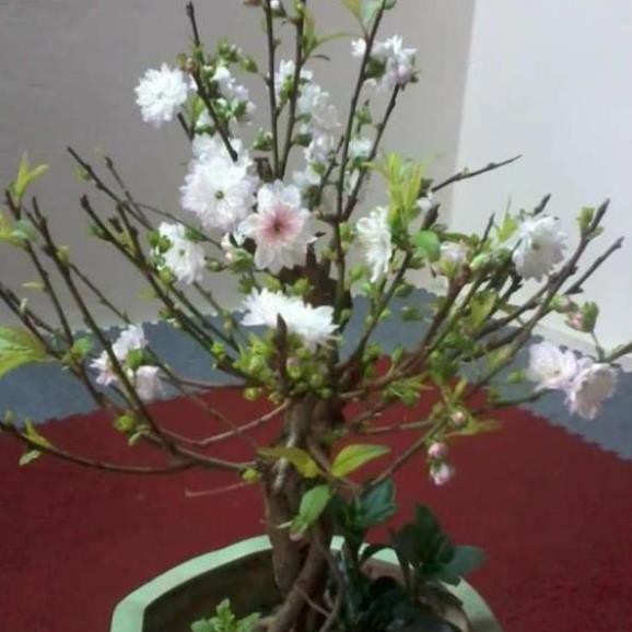 Cây giống nhất chi mai