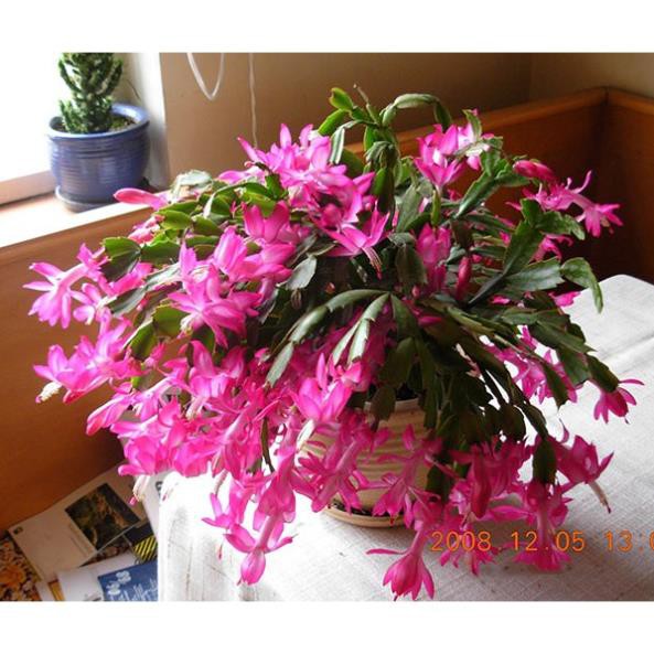 Hoa lan càng cua – cây TIỂU QUỲNH -Hoa đẹp độc đáo hàng cây giống - LCCCG + Tặng 01 cây dâu da đất( bòn bon)