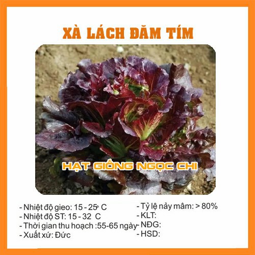 Hạt Giống Xà Lách Đăm Tím - 0.2Gr