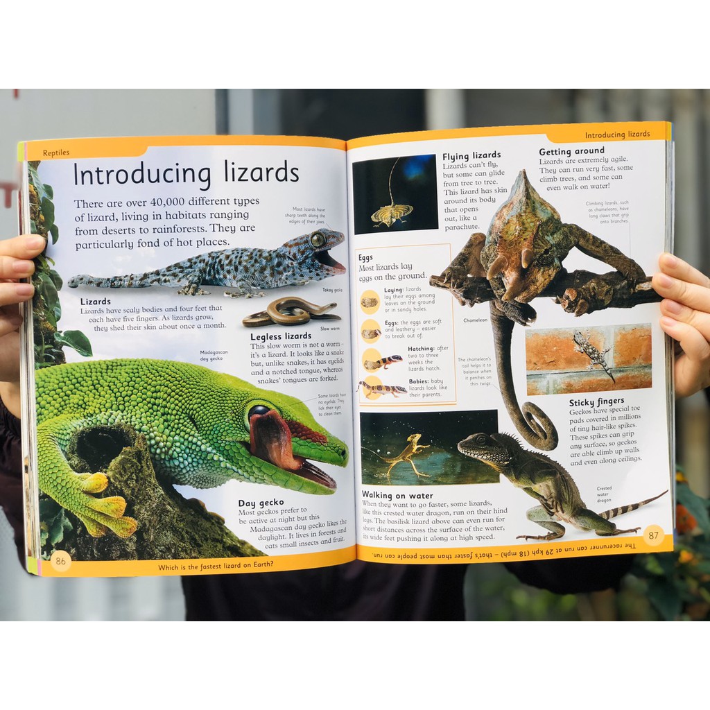 Sách: First Animal Encyclopedia - Bách Khoa Toàn Thư về Động Vật