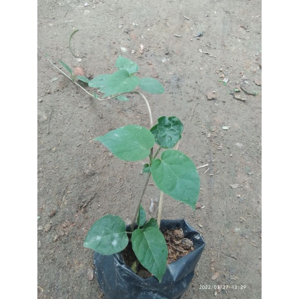 Bầu cây giống thiên lý/  pha trà/trà thảo mộc