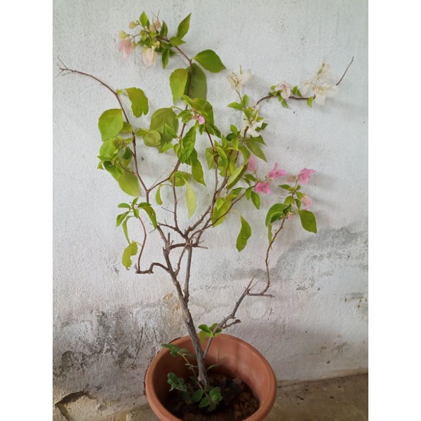 Hoa giấy gân hồng