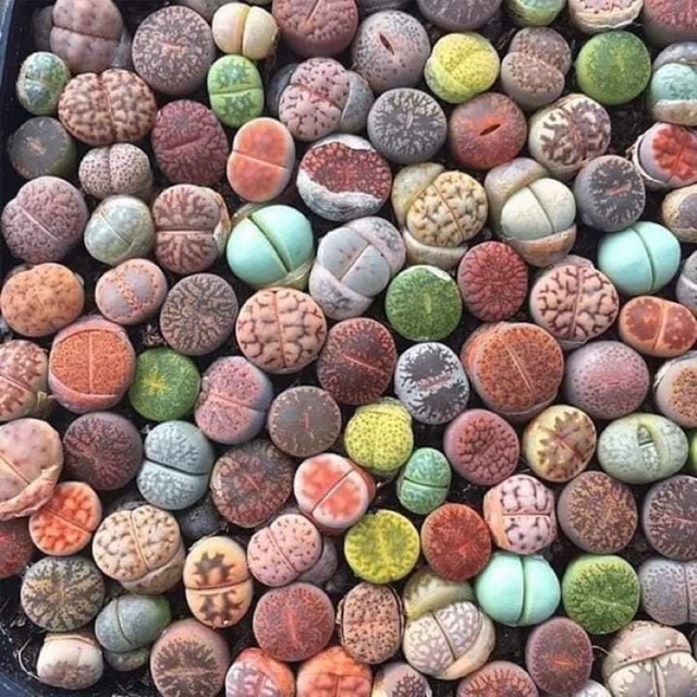 SEN MÔNG ĐỦ MÀU - CHẬU >20CÂY