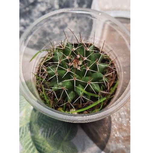 Xương rồng sầu riêng