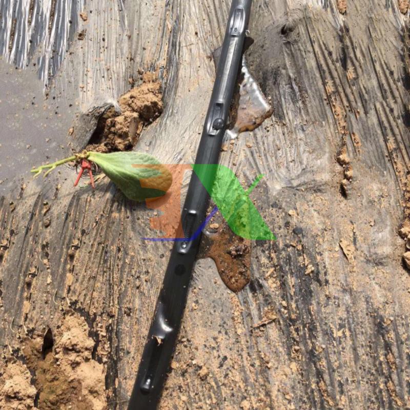 Cuộn 1000m Dây tưới nhỏ giọt 1602.50.2L, Băng nhỏ giọt bù áp Dây bẹt PE, Mắt 50 cm, Dày 0.2 mm