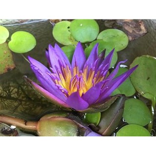 Phân bón sen súng, thuỷ sinh tan chậm - 4 viên/ gói