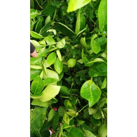 CÂY GIỐNG CHANH GIẤY