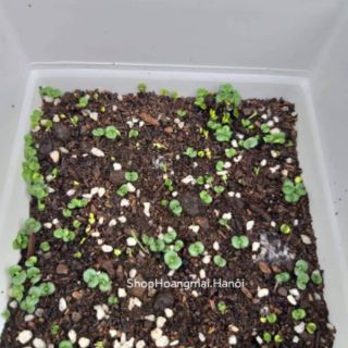LÁ MÈ HÀN QUỐC