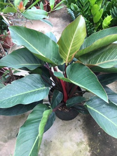Cây trầu bà đế vương
