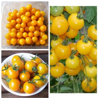 HẠT GIỐNG CÀ CHUA BI LÙN VÀNG F1 (0.3 gr) [shop uy tín]