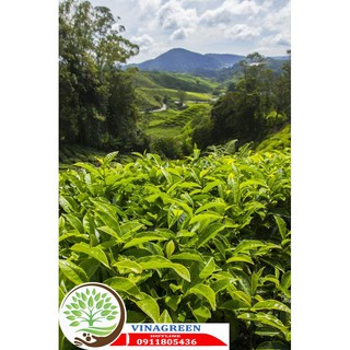 cây giống trà xanh