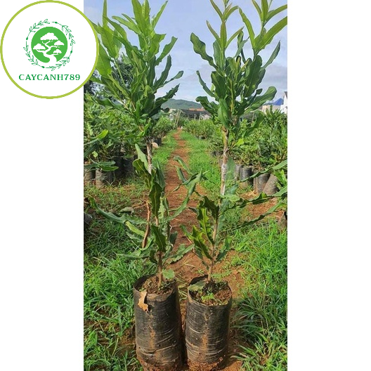 Cây macca F1 ra qua sau 2 năm cao 70cm(ảnh thật sô 2).
