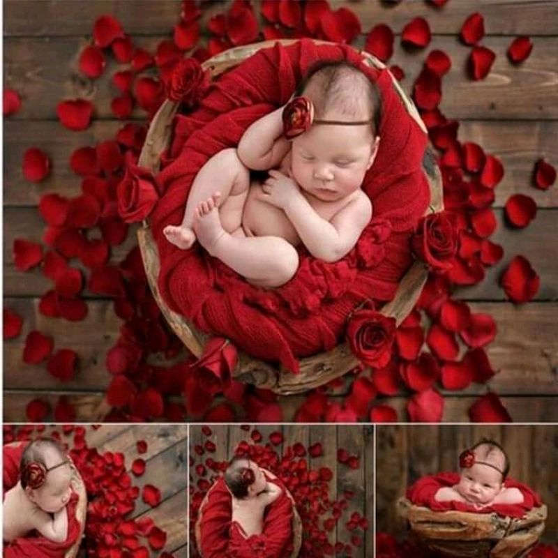 cánh hoa hồng chụp hình