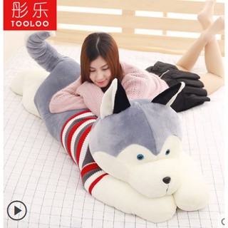 (od 7-10d) chó bông husky or alaska từ 1,2m