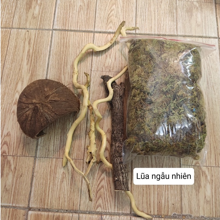 Combo nuôi ốc mượn hồn