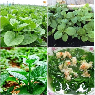 Combo 2 Hạt Giống Rau Mồng Tơi Xanh Cao Sản