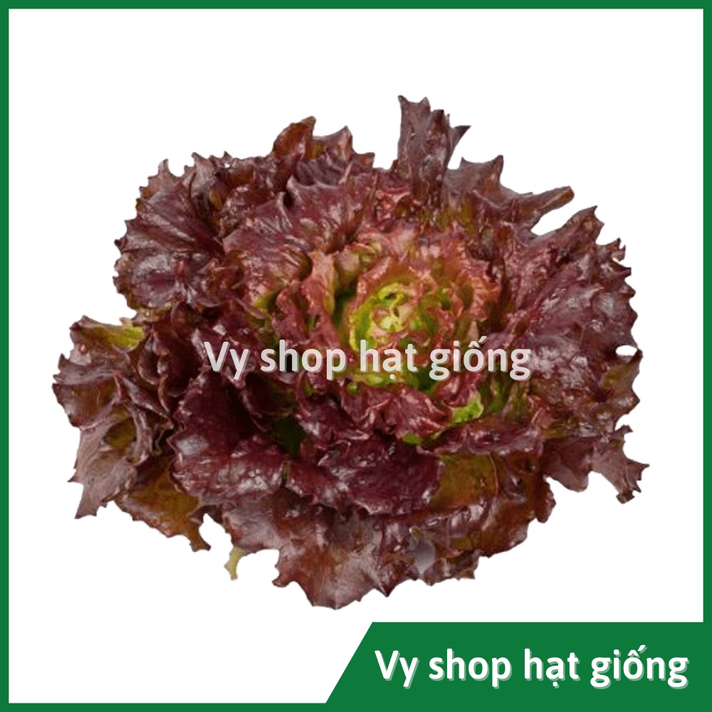 Hạt giống rau xà lách Red batavia Thái Lan gói 300 hạt