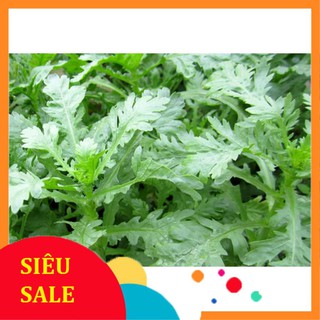 Hạt Giống Rau Tần Ô / Cải Cúc (20 Gr) - [MUA 3 TẶNG 1 CÙNG LOẠI]- Ngọt, Bổ Dưỡng,Dinh Dưỡng THU THUY