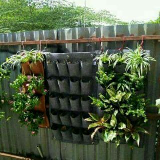 Túi  trồng cây  trồng ra