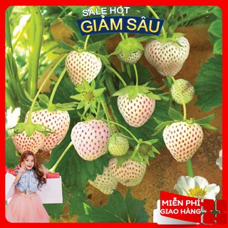 Hạt Giống Dâu Tây Trắng - 50 Hạt / Gói