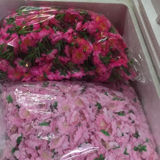 1 kg hoa đào rời