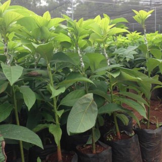 Cây giống bơ sáp, bơ sáp giống trồng 18 tháng ra quả