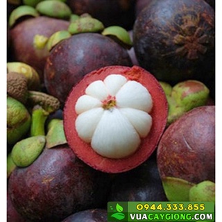 Cây giống măng cụt nhiệt đới siêu chịu nhiệt siêu quả dòng quả sớm- cam kêt giống chuẩn f1
