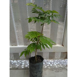 cây sưa đỏ cao 60-80cm (freeship)