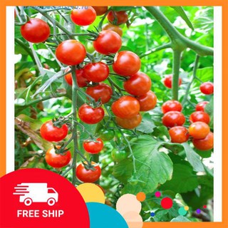 Gói 30 hạt giống cà chua cherry chuỗi ngọc siêu ngọt