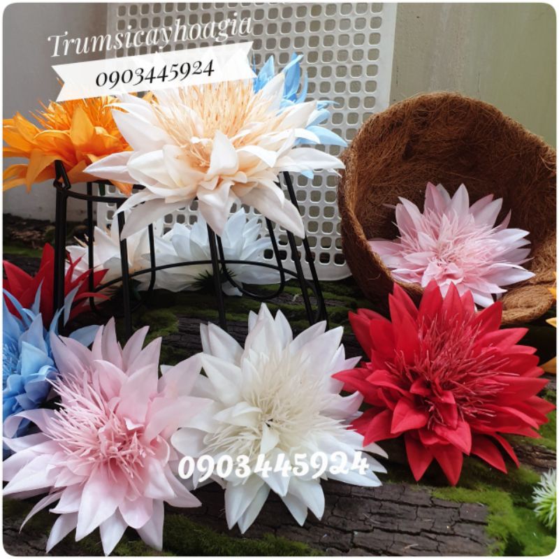 Đầu bông cúc râu siêu to size 13cm.Trang trí tháp oản,bánh.