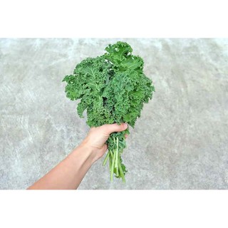 5Gram Hạt Giống Cải Xoăn ( Cải Kale )