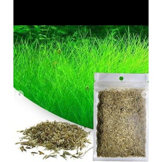 Hạt Giống Thuỷ Sinh Ngưu Mao Chiên .