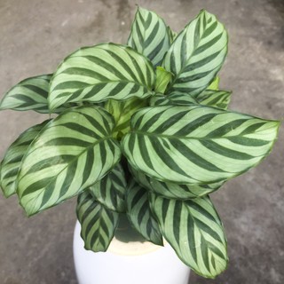 Đuôi công xanh sọc vàng (Calathea concinna)
