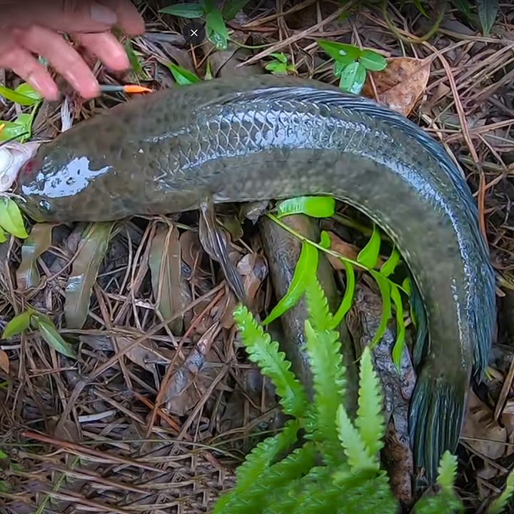 Lưỡi câu cá lóc nhái thật chuyên dùng cho câu lure