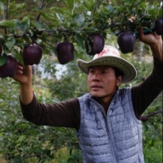 Cây giống táo đen kim cương