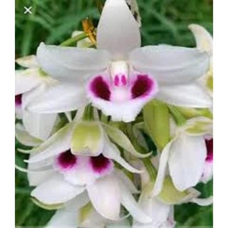 BẢNG LAN PHI ĐIÊP 5CT ÁM MẮT TRÂU LƯNG XANH PHÚ THỌ  - HÀNG VAR, HOA CỰC THƠM CỰC HIẾM, HÀNG GIEO HẠT