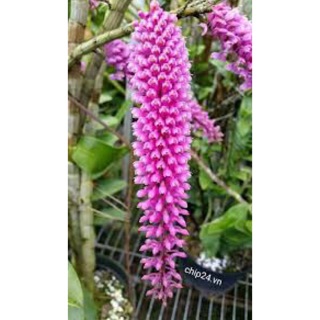 lan báo hỷ 200g 45k đã xuống lá