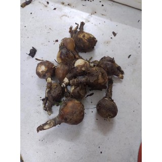 củ giống  hoa bỉ ngạn đỏ củ đẹp