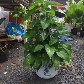 Trầu bà trụ ( chậu nhựa )